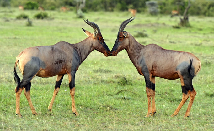 动物主题马赛马拉国家公园的羚羊肯尼亚 非洲胆小动物自然