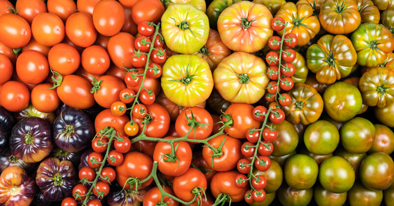 西红柿多种西红柿 健康食品 充满活力全景形状