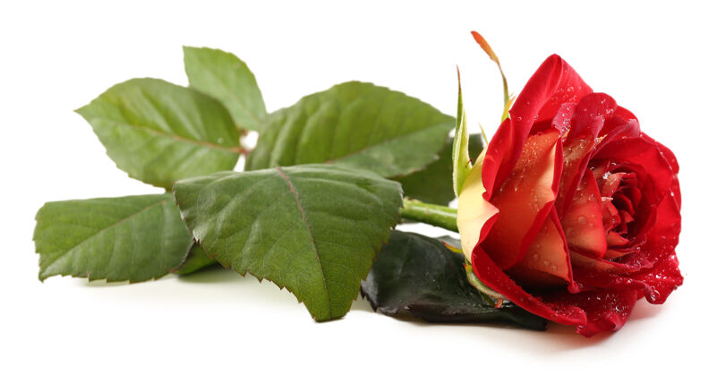 多彩美丽的红玫瑰孤立于白色之上圣人美丽气味