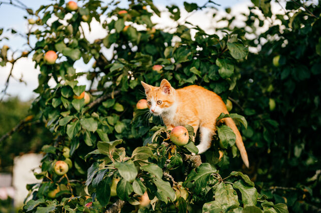 年轻树上的姜黄色小猫血统单独动物