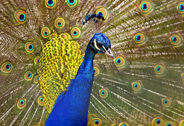 孔雀美丽孔雀的画像 羽毛脱落尾巴自然动物