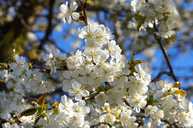 枝接近四月樱花盛开花开树