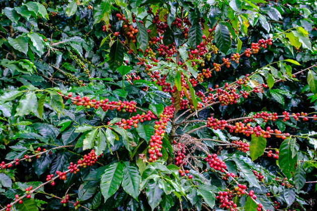 水果生的红咖啡种植园叶子豆类自然