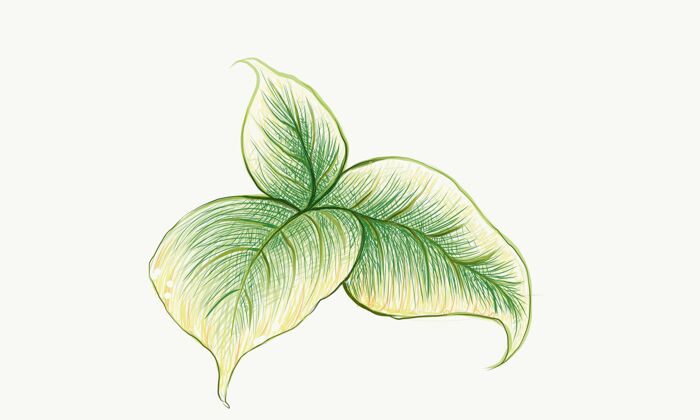 叶新鲜的绿色叶子在白色的插图常绿手绘植物学