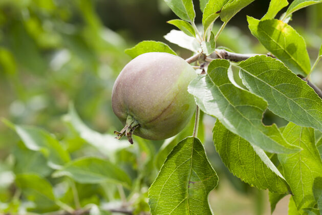 农业绿色的苹果叶和生长在果园里的苹果用浅景深特写园艺工业大型
