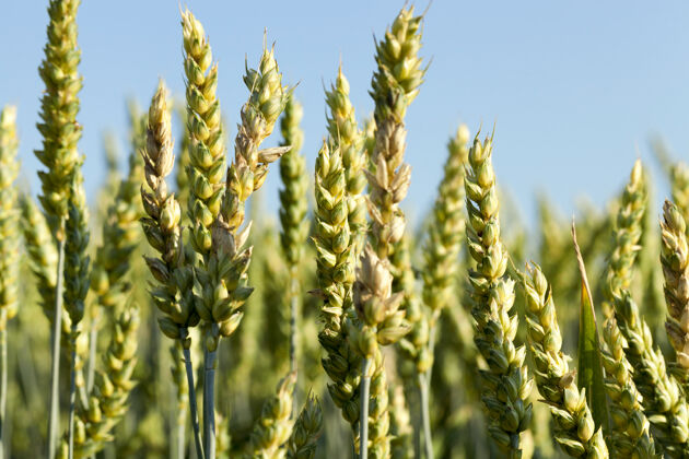 白天生长着不成熟的小谷类 小麦的农田小麦栽培春天