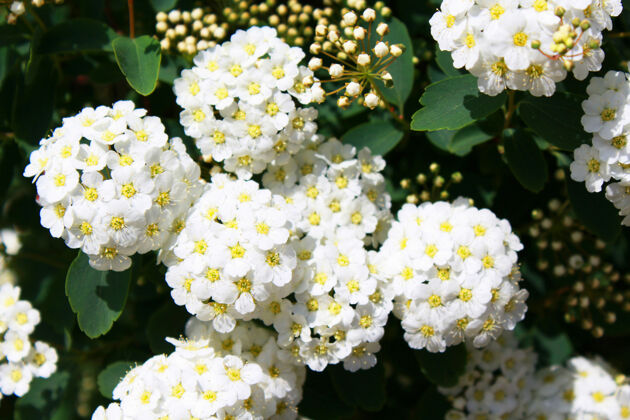 花卉白花绣线菊明亮公园花瓣