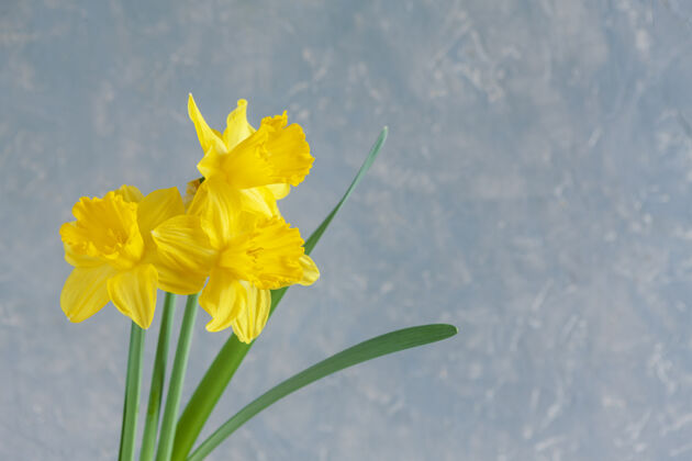 花三朵鲜黄色的水仙 淡蓝色背景上的水仙花阳光水仙花抽象
