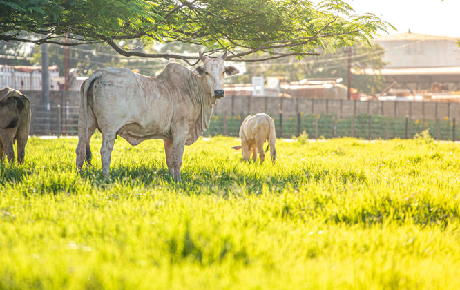草地田野里的肉牛和绿色的牧场牧场动物自然