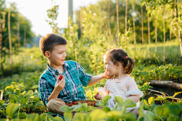 园艺可爱快乐的学龄前小弟弟妹妹在花园里收集和吃成熟的草莓男孩健康收获