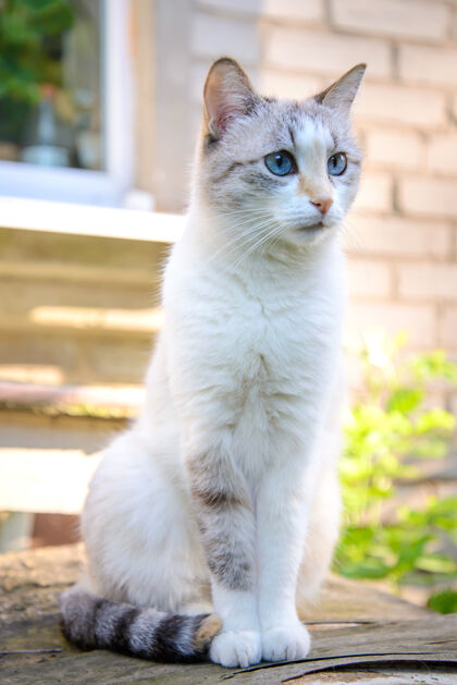 美丽夏天 可爱的蓝眼睛白猫坐在花园里脸看可爱