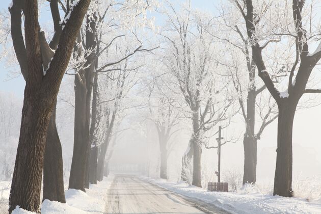 乡村冬天的早晨 霜冻的枫树间的乡间小路霜冻天气自然