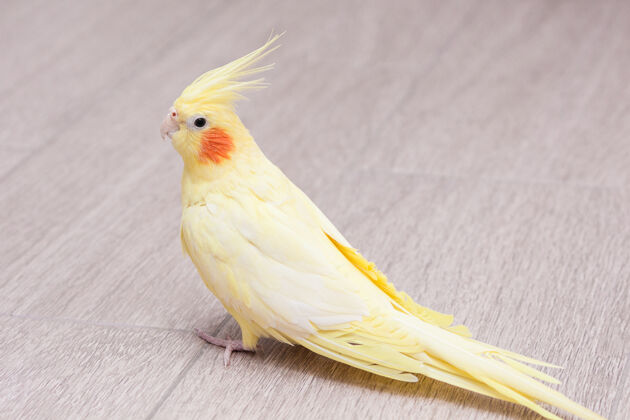 年轻黄色鹦鹉科雷拉坐在地板上鸟类野生地板