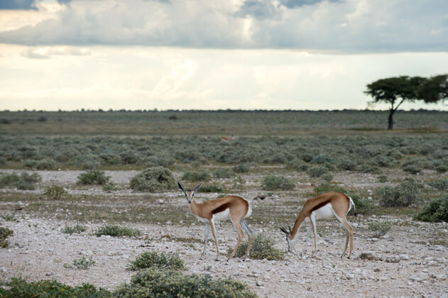 公园纳米比亚埃托沙国家公园里的跳羚动物群大草原国家