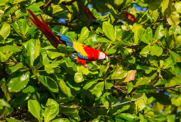 海湾野生绿翅金刚鹦鹉 哥斯达黎加 中美洲飞行天堂半岛