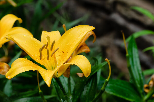 花黄色百合花的特写镜头百合属植物顶视图授粉生物生长