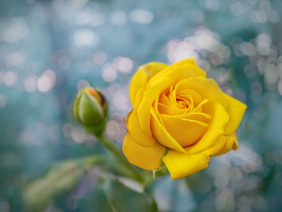 组成美丽的一束盛开的黄玫瑰分支活力温泉