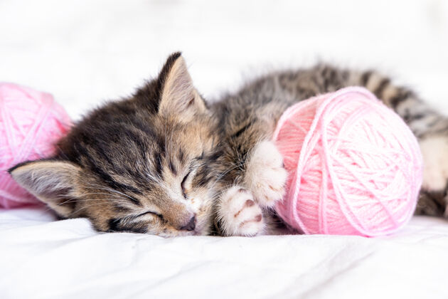 纱可爱的猫睡在白色的床上 粉色和灰色的小球和一条条线羊毛小睡眠