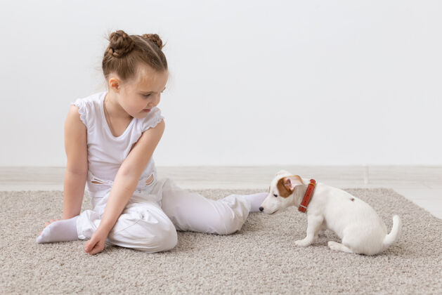 玩小女孩在室内和她的杰克罗素小狗玩耍年轻血统狗