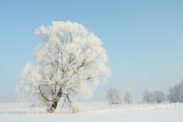 凉爽在一个无云的早晨 田野里结了霜的冬树无云雪阳光