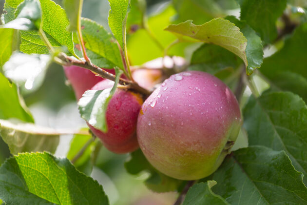 模糊在花园的树枝上收获成熟的红苹果水果范围树枝