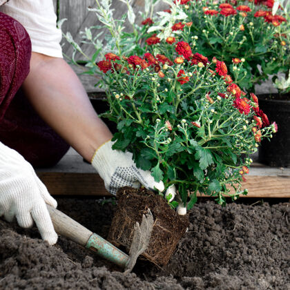 地面戴着防护手套的女人手的特写春天在花园里种花特写菊花园艺手套