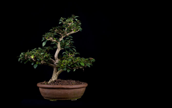 生长一个传统的日本盆景微型树在一个黑色背景上孤立的锅灌木植物学工艺