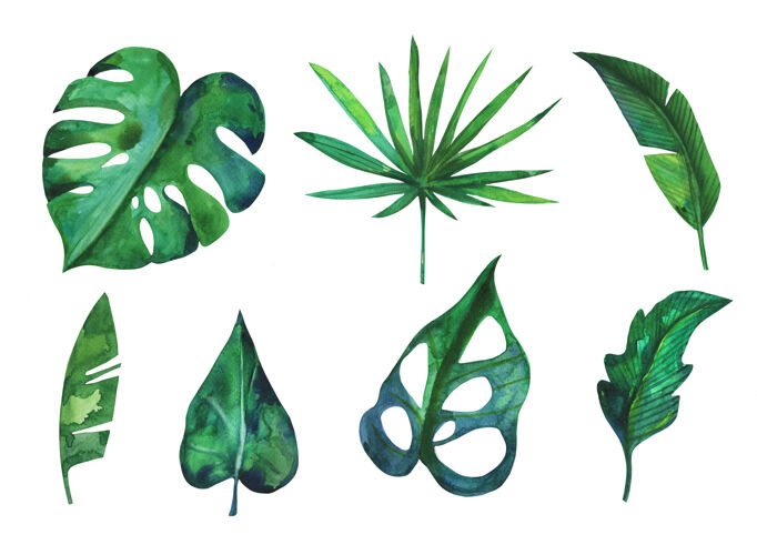 插图手绘水彩画热带雨林绿叶系列芦荟彩色水彩画