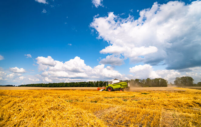 生长金色的麦田和蔚蓝的天空 是丰收季节农作物的景观农业天空景观