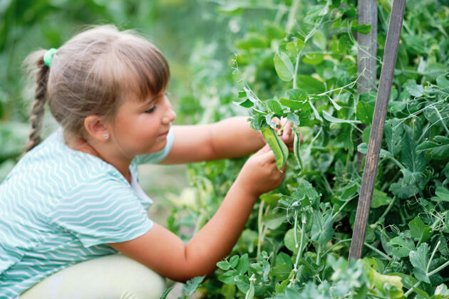 秋季小女孩在树上摘豌豆花园.秋天蔬菜收获.贝壳豌豆蔬菜有机甜