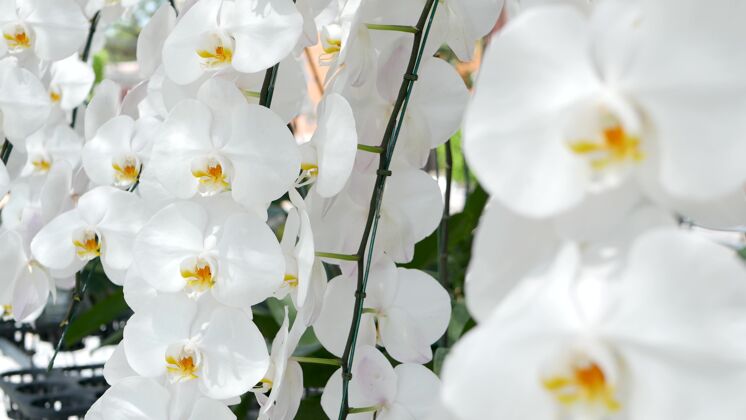 异国情调娇嫩的白兰花关花园里的热带花瓣开花精致植物