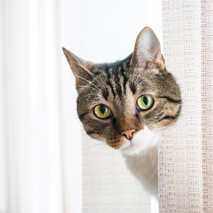 斑猫一只灰色条纹 长相奇特的小猫窗帘好奇条纹