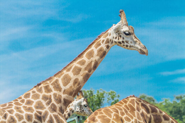 哺乳动物公园里有一群长颈鹿户外大高