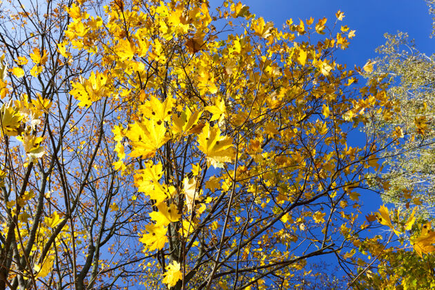 颜色秋天枫树上发黄的叶子季节蓝色天空中背景.照片特写镜头大变化植物