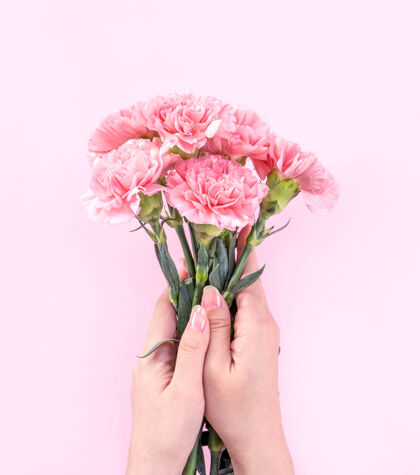 花拿着粉色康乃馨放在粉色桌子背景上的女人明亮给予花束