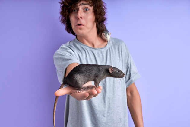 老鼠雄性站着 一只灰色的老鼠在手 另一只老鼠在肩膀上 隔离在紫色的背景上 这是一个害怕家畜的男人的肖像害怕搞笑老鼠
