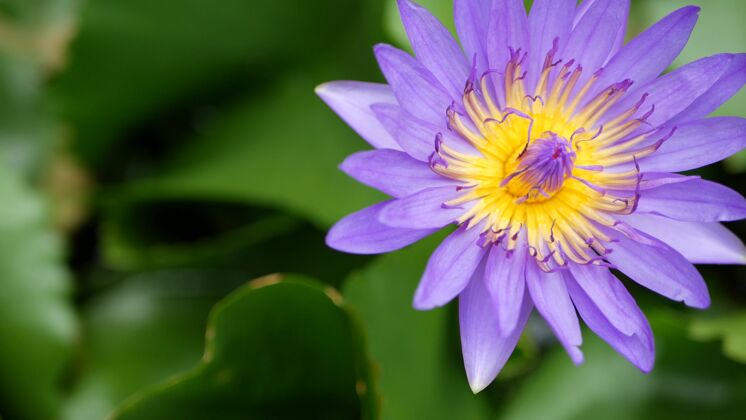 植物学水中漂浮的睡莲池塘从上面的绿叶与紫罗兰的睡莲花在宁静中漂浮水符号在阳光明媚的日子 佛教的信仰嫩精致开花