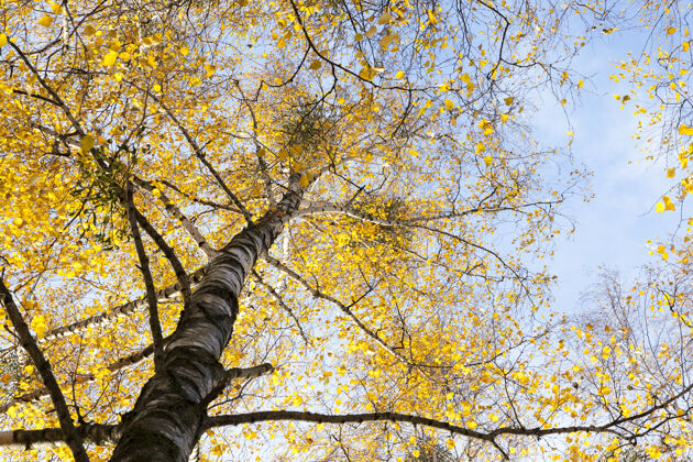 树树梢和秋天发黄的桦树叶子在季节里变化公园期间