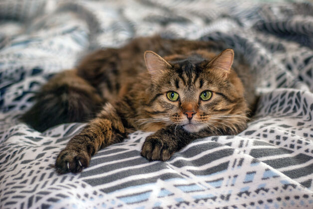蓬松漂亮的猫躺在家里的床上快乐猫床