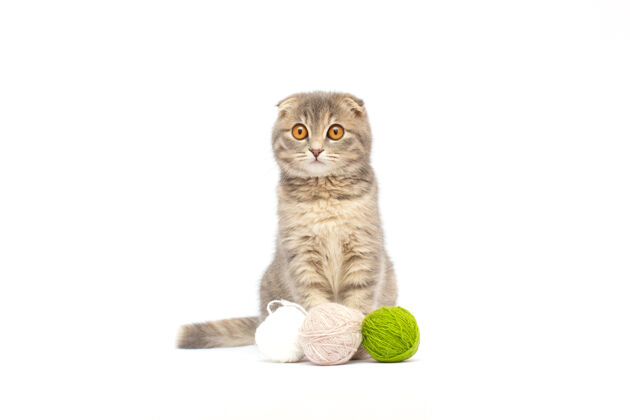 表情漂亮的斑猫苏格兰折叠小猫玩红色羊毛球国内床单羊毛