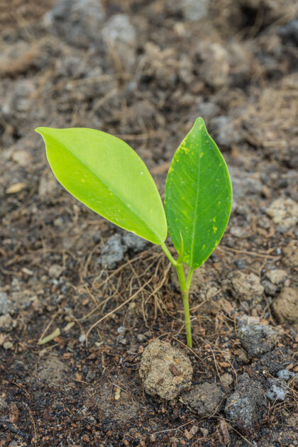 地面特写一个来自土壤的年轻植物萌芽绿色植物