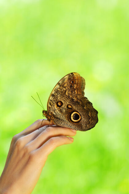 叶子蝴蝶在雌手上动物翅膀快乐