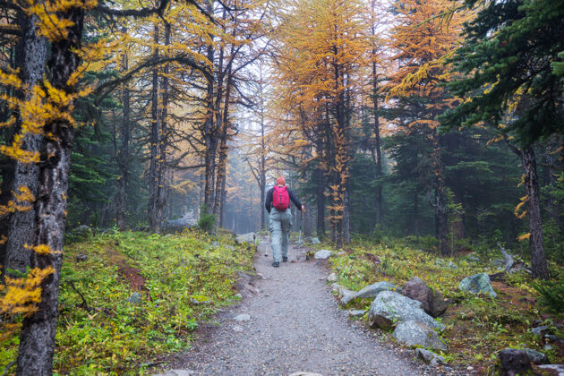 自然加拿大徒步旅行者山远足是北方流行的娱乐活动美国那里有许多风景如画的小径小径荒野森林
