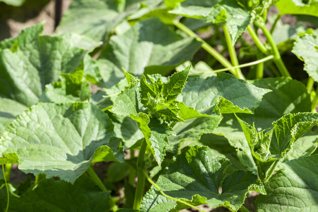 吃绿叶黄瓜在农业生产中的应用现场拍摄用浅景深特写营养有机的阳光