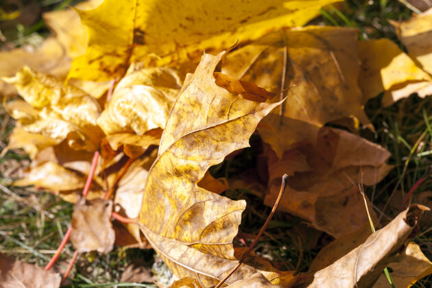 剪影秋天的枫叶落在地上变黄了风景白天深度