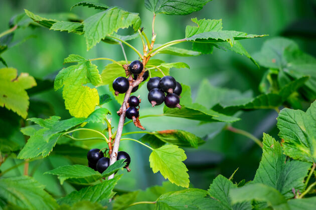 农业一丛葡萄干和成熟的黑浆果生长有机美味