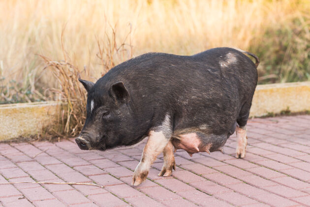 森林野猪猪.野生动物在自然栖息地猪肉环境猪