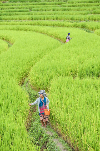 台阶泰国清迈省在泰国北部的巴邦片 稻农正在播种粮食山地美丽农业