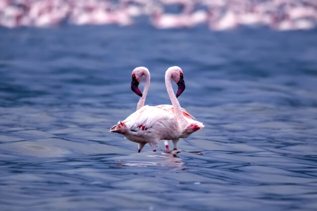 大自然湖面上那对可爱的火烈鸟博戈里亚.肯尼亚.非洲!大自然 动物 玫瑰 颜色 快乐 多彩 情侣 鸟 乐趣 火烈鸟 非洲 户外 湖泊 美丽 爱 野生动物 野生动物 肯尼亚 惊人的景观