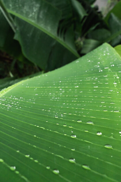 滴带露水的香蕉绿叶滴滴自然之后雨水 清新雨后或黎明夏天花园阴影